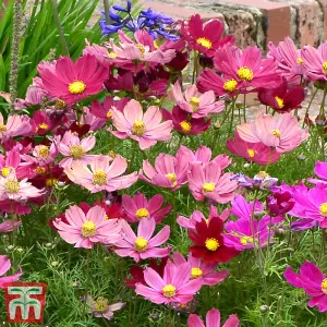 Cosmos Promo New Kew Range 1 Packet (200 Seeds)