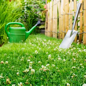 Wild White Clover Flower Seeds for Lawns and Gardens (100 grams)