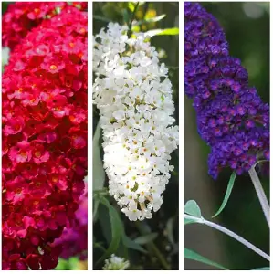 Buddleia Trio - 3 x Butterfly Plants in 9cm Pots - 3 Plants In a Mix Of Colours