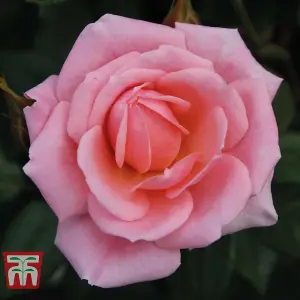 Climbing Rose 3in1 Star Performer - 1 Bare Root