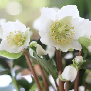 Helleborus Christmas Carol Hellebore Christmas Rose 3 Plants in 12cm Pots