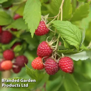 Grow Your Own Fruit  Raspberry Glen Ample (4 Canes) 3 Litre Pot x 1