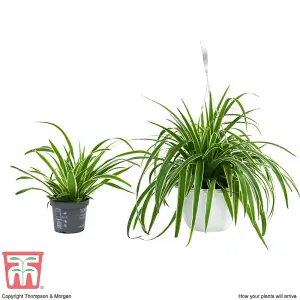 Chlorophytum Spider Plant - Houseplant - 1 Plant