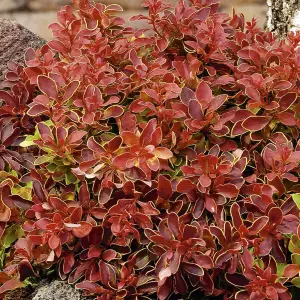 Berberis Admiration Garden Shrub - Compact Size, Colorful Foliage (20-30cm Height Including Pot)