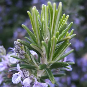 Rosmarinus Officinalis Garden Plant - Aromatic Perennial, Compact Size (15-20cm Height Including Pot)