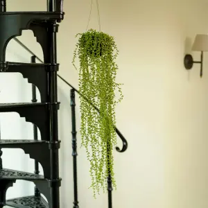 Blooming Artificial - 80cm / 2.5ft Artificial Hanging String Of Pearls