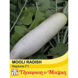 Radish Mooli Neptune F1 Hybrid 1 Seed Packet (80 Seeds)