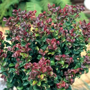 Curly Red Switch Ivy Outdoor Shrub Plant Leucothoe Axillaris 2L Pot