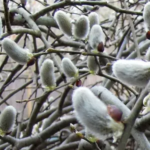 Salix caprea Pendula Tree - Kilmarnock Willow, Hardy, Low Maintenance (5ft Stem)