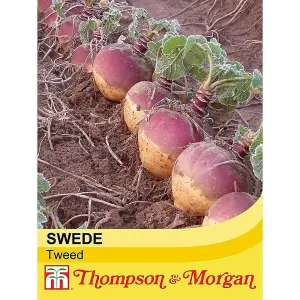 Swede Tweed 1 Seed Packet (200 Seeds)