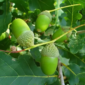 Quercus robur 'English Oak' Bare Root Hedge Hedging Tree Plants  (2-3ft, 10 Plants)