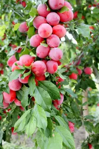 Big Juicy Victoria Plum Tree 4ft Tall In 6L Pot, Ready to Fruit, Self Fertile