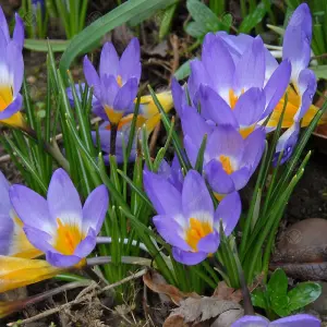 Crocus Sieberi Tricolour Flowering Bulbs (200 Pack)