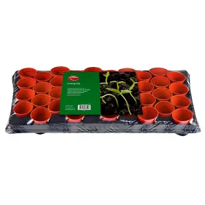 Ambador Growing Tray with 40 Round Pots Multicoloured (One Size)