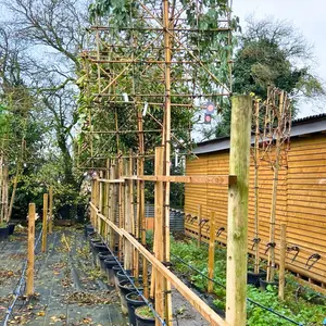 Eucalyptus Pleached Tree with Staking Kit - 200cm Stem and 14cm Girth