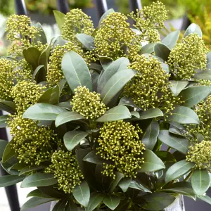 Skimmia White Globe Garden Plant - Compact Size, Evergreen (30-40cm Height Including Pot)