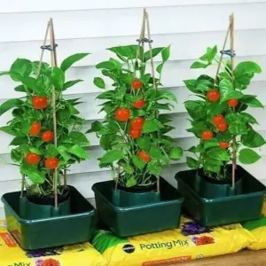 3pc Tomato Plant Pots Plant Supports Outdoor Indoor With Tomato Plant Feed