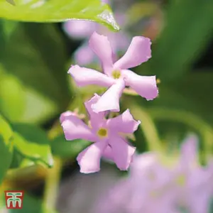 Trachelospermum 'Pink Showers' 1.7 Litre Potted Plant x 1