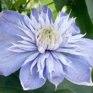 Clematis Blue Light - Stunning Blue Blooms, Climbing Vine, Morning Sun (20-30cm Height Including Pot)