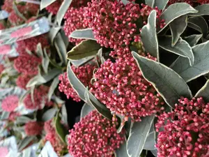 Skimmia 'Magic Marlot' in 9cm Pot - Autumn/Winter Plant - 20-30cm in Height