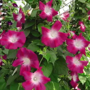 Morning Glory Split Personality 1 Seed Packet (20 Seeds)