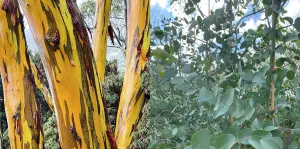 Eucalyptus Subcrenulata Evergreen Tree 5-6ft Large Supplied in a 5 Litre Pot