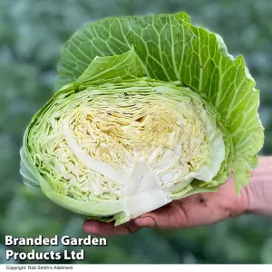 Cabbage Green Rich F1 1 Packet (15 Seeds)