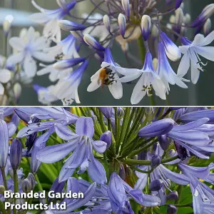 Agapanthus Duo 9cm Potted Plant x 4