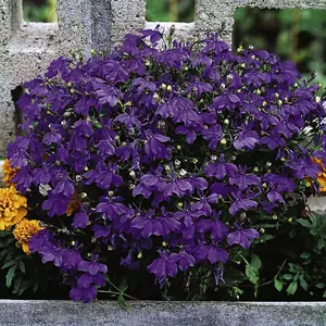 Lobelia Crystal Palace 1 Seed Packet (500 Seeds)