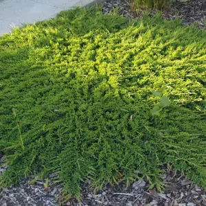 Juniperus Prince of Wales Garden Plant - Compact Evergreen, Blue Foliage (20-30cm Height Including Pot)