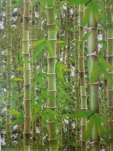 3D Effect Bamboo Forest Photo Mural Wallpaper Jungle Tropical Trees