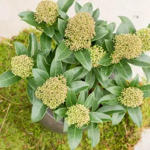 Fragrant Cloud Japanese Skimmia Shrub Plant Skimmia Japonica 1.5L Pot