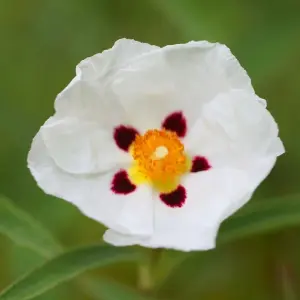 Alan Fradd Rock Rose Outdoor Shrub Plant Cistus x Purpureus 2L Pot