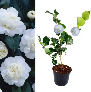 Camellia Nobilissima Plant - 20-35cm in Height - Evergreen Shrub - 9cm Pot