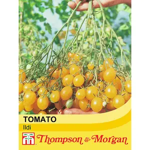 Tomato Ildi 1 Seed Packet (25 Seeds)