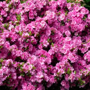 Pink Japanese Azalea (30-40cm Height Including Pot) - Delicate Pink Blooms Evergreen