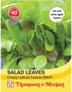 Salad Leaves - Crispy Lettuce Blend 1 Seed Packet (500 Seeds)