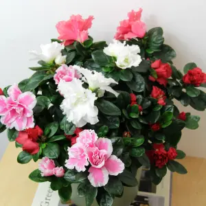 2 x Azalea Carnaval Quattro Indoor Flowering Plant - Live Potted Azalea in 12cm Pots - Easy to Care For Perfect for Gifting