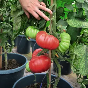 Tomato Crimson Blush Blight Resistant F1 1 Seed Packet