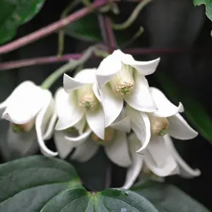 Winter Flowering Clematis 'Winter Beauty' 7cm Potted Plant x 3 - Evergreen Perennial