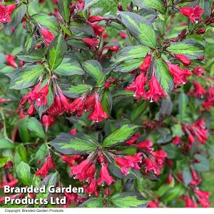 3 Weigela Camouflage Shrub - 9cm Potted Plants