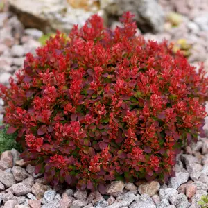 Berberis Lutin Rouge - Compact Shrub, Vibrant Red Foliage (20-30cm Height Including Pot)