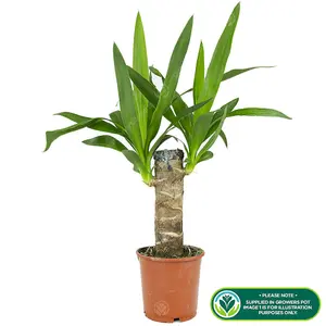 Yucca Elephantipes Spineless Yucca Plant - Hardy, Indoor/Outdoor, Low Maintenance (40-50cm)