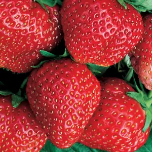 Strawberry Red Gauntlet Bare Root - Grow Your Own Bareroot, Fresh Fruit Plants, Ideal for UK Gardens (20 Pack)