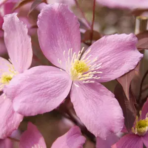 Clematis Fragrant Spring - Pale Pink Fragrant Blooms, Climbing Vine, Morning Sun (20-30cm Height Including Pot)