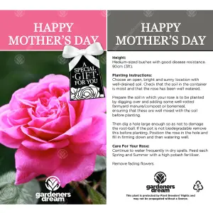 Happy Mother's Day Pink Rose - Outdoor Plant, Ideal for Gardens, Compact Size