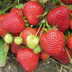 Strawberry Red Gauntlet - Outdoor Fruit Plants for Gardens, Pots, Containers (9cm Pots, 10 Pack)