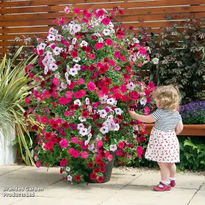 Tower Pot & Trellis Patio Pot Kit - Black & Gold x 3 - Ideal For Climbing Plants