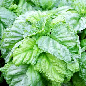 Herb Basil Lettuce Leaf 1 Seed Packet