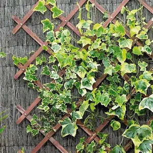 Expanding Garden Trellis, Tan, 180 x 30cm (6ft x 1ft) Pack of 5